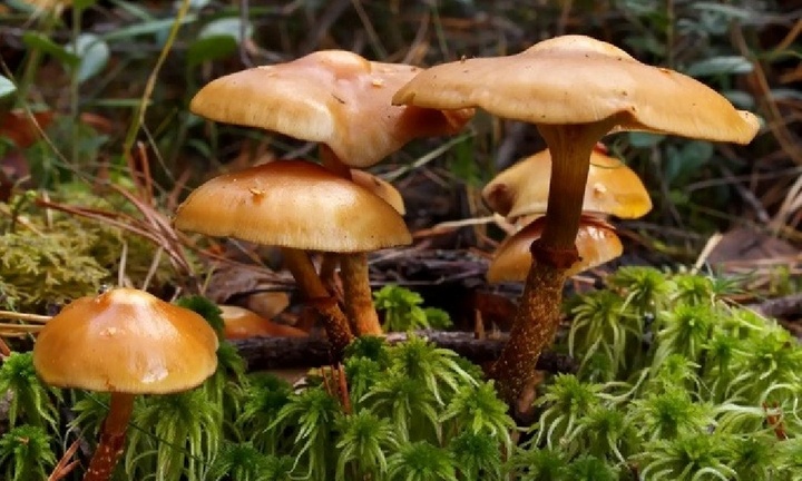 Ăn nấm tự trồng từ hạt giống mua trên mạng, đôi vợ chồng nguy kịch