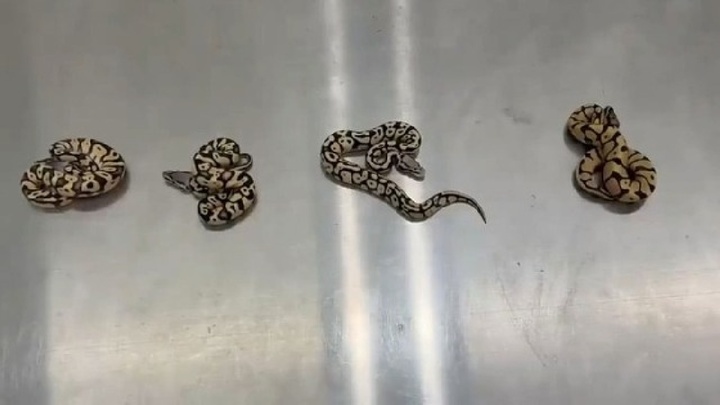 Clip: Người phụ nữ gây sốc khi giấu 4 con trăn trong áo ngực