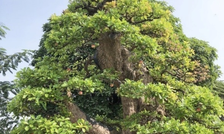 Lóa mắt loại bonsai vừa đẹp vừa lạ, có cây được định giá 120 tỷ đồng