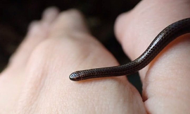 Loài rắn siêu nhỏ nhìn tưởng giun đất bất ngờ lộ diện sau 20 năm 