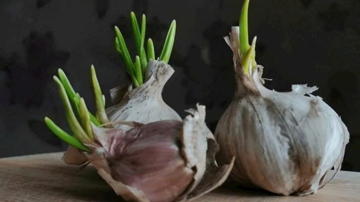 Tưởng tỏi vô hại, ai dè lại là 