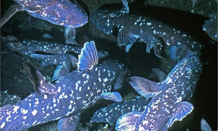 Loài động vật quý hiếm bậc nhất hành tinh, tưởng như tuyệt chủng, bất ngờ được tìm thấy ở nơi gần Việt Nam