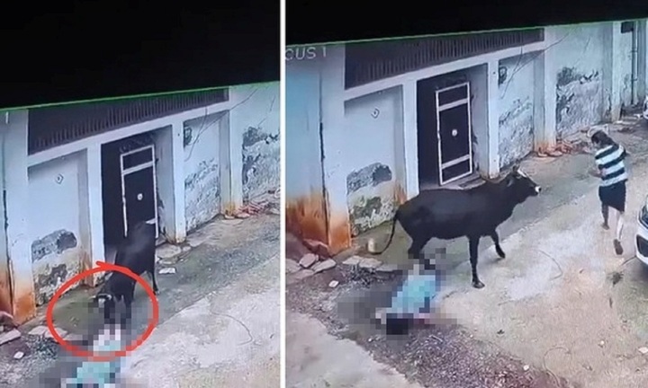 Clip: Bò đực bất ngờ 