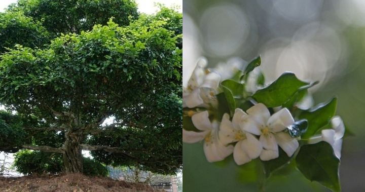 Loại cây mọc ở bờ rào nay 