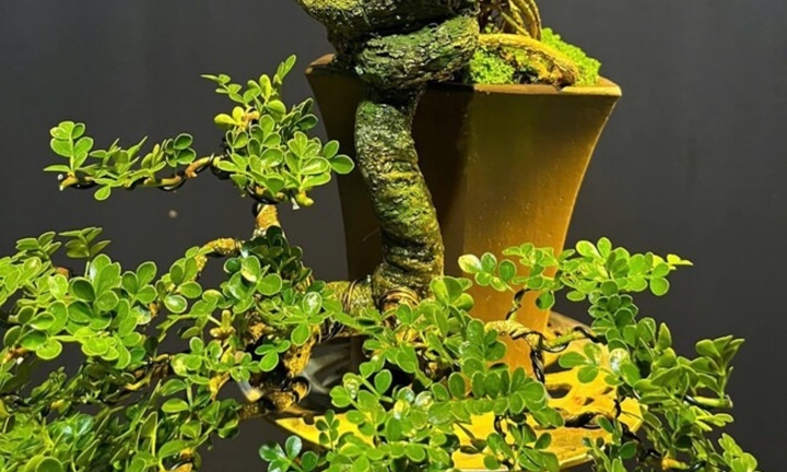 Loại cây toả mùi thơm lạ, lên chậu thành bonsai đắt giá, có cây được định giá hàng trăm triệu