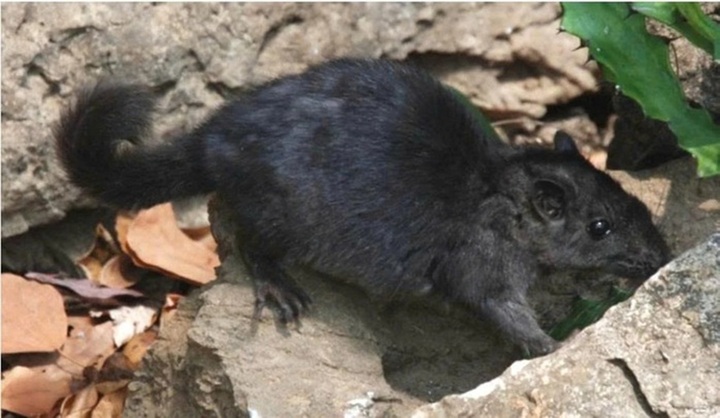 Con động vật hoang dã tưởng