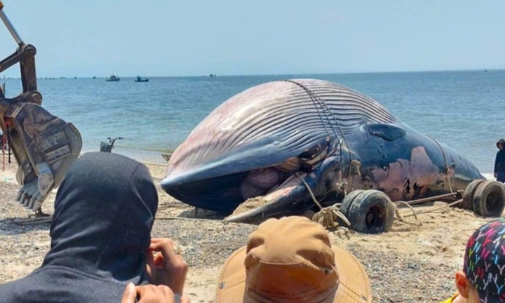 Cận cảnh xác cá voi khổng lồ dài 11m, nặng gần 8 tấn trôi dạt vào bờ biển Lâm Đồng