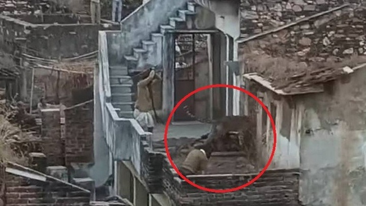 Clip: Con báo hung dữ tấn công 2 người đàn ông trong tòa nhà đổ nát