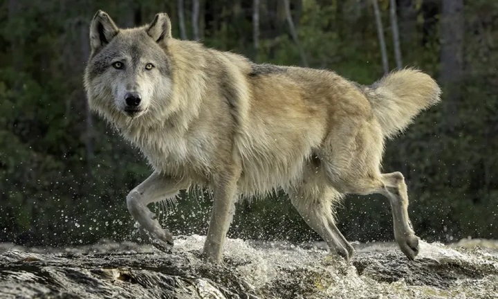 Kinh hoàng bé trai 6 tuổi bị sói lao tới tấn công, kéo vào rừng ở Hà Lan