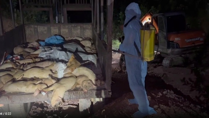 Tài xế bỏ xe khi bị phát hiện chở 97 con lợn mắc dịch tả heo châu Phi