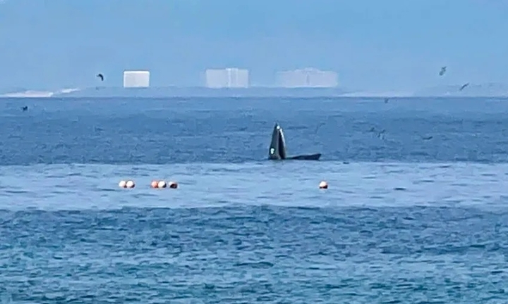 Clip: Cận cảnh cá voi Bryde quý hiếm xuất hiện, săn mồi trong vịnh Nha Trang