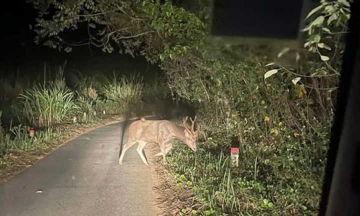 Con vật tên lạ hoắc, quý hiếm có tên trong Sách đỏ, liên tục xuất hiện ở Chư Mom Ray, cán bộ tuần tra 