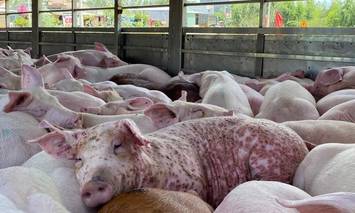 Ngăn chặn 220 con heo mắc dịch tả heo châu Phi chuẩn bị được đưa ra thị trường