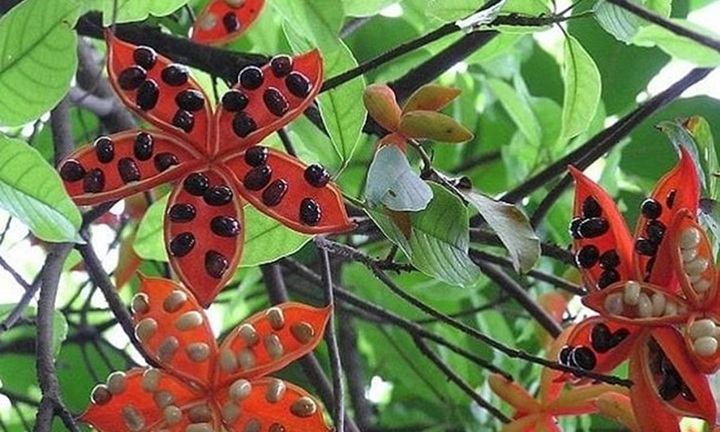 Khám phá loại hạt là đặc sản núi rừng Tây Bắc, tên cực lạ, ăn bở bùi như hạt dẻ