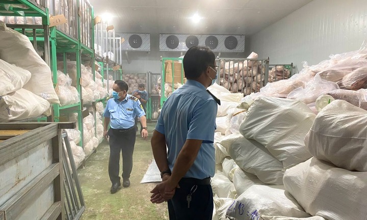 Phát hiện 100 tấn thịt heo đông lạnh bốc mùi, không rõ nguồn gốc ở Gia Lai