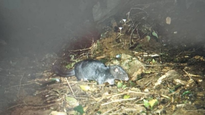 Phát hiện loạt động vật trong Sách đỏ qua bẫy ảnh tại Vườn Quốc gia Phong Nha – Kẻ Bàng