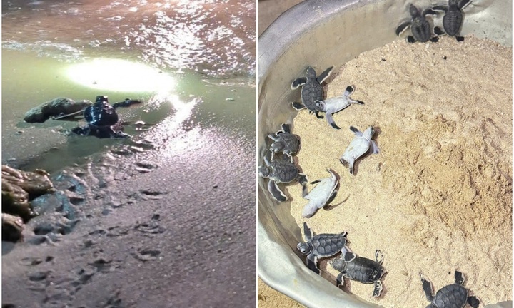Tin thời sự hôm nay (13/8): 11 rùa con nở tại xã đảo Nhơn Châu được thả về biển