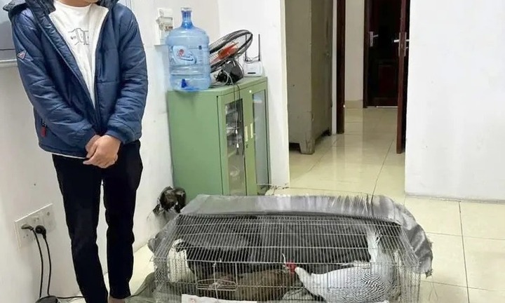 Vụ người đàn ông nuôi, bán gà lôi trắng lĩnh 6 năm tù: Loài gà quý hiếm cỡ nào?