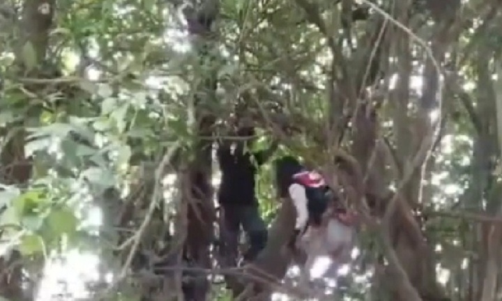 Bị cảnh sát truy đuổi, đôi nam nữ vứt xe, trèo lên cây ẩn nấp