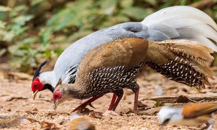 Gà lôi trắng được chuyển danh mục các loài nguy cấp, quý hiếm từ IB sang IIB từ 1/7/2025