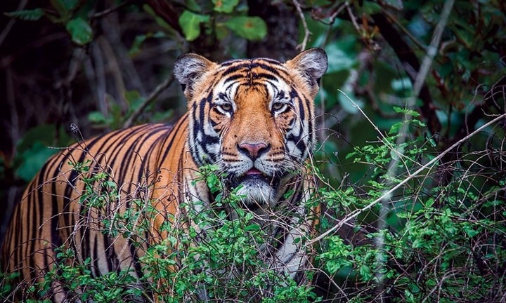 Đang chăm sóc ruộng lúa, người đàn ông bất ngờ bị hổ lao ra tấn công, tử vong thương tâm