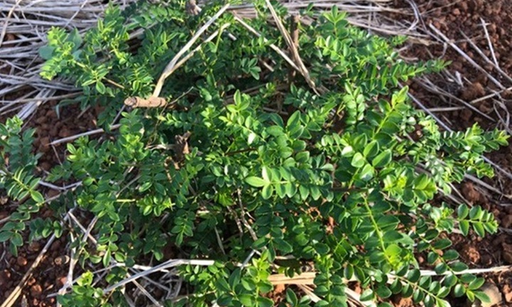 Loại cây tên vô cùng lạ, mọc dại ở bờ rào, khe suối, giá đắt đỏ 800.000đồng/kg