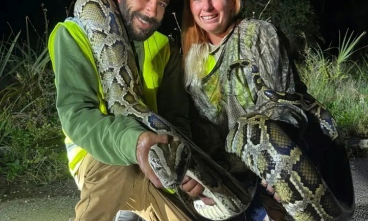 Bắt được 87 con trăn Miến Điện trong 1 tháng, người đàn ông 