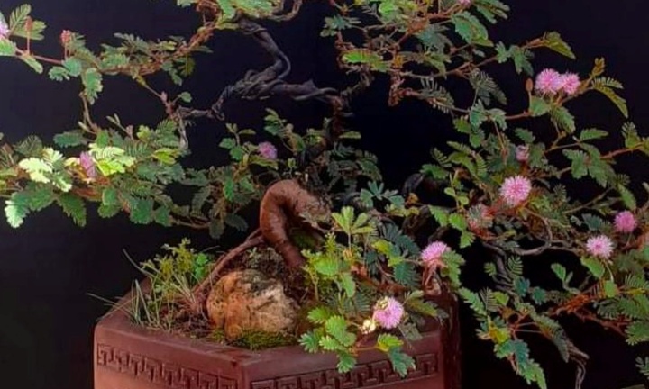 Cây dại mọc đầy ở bờ ruộng nay lên chậu thành bonsai đắt đỏ