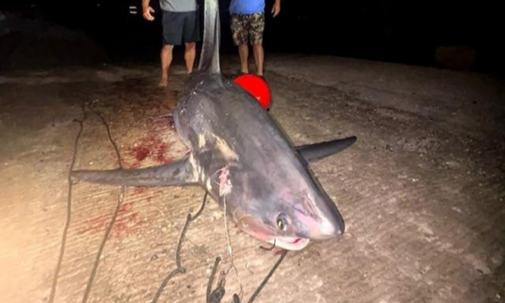 Clip: Cần thủ choáng váng khi bất ngờ câu được cá mập khổng lồ nặng 318kg