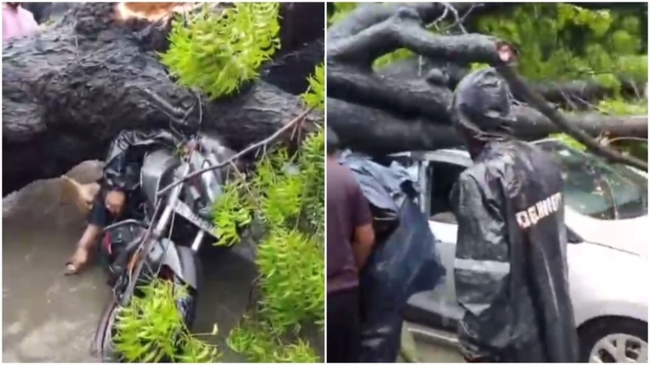 Clip: Cây cổ thụ bật gốc trong cơn mưa lớn, người đàn ông chở theo con gái bị đè trúng tử vong