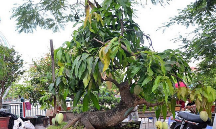 Cây ăn quả mọc góc vườn bỗng 