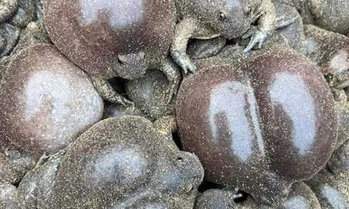 Loài vật là đặc sản một vùng, tròn ủm trơn nhớt nhìn