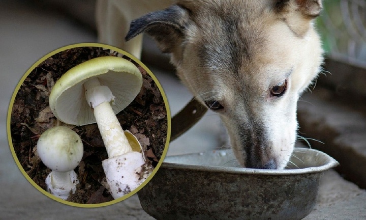 Thấy chó ăn nấm dại không chết, cụ ông liền mang về nấu khiến cả nhà ngộ độc