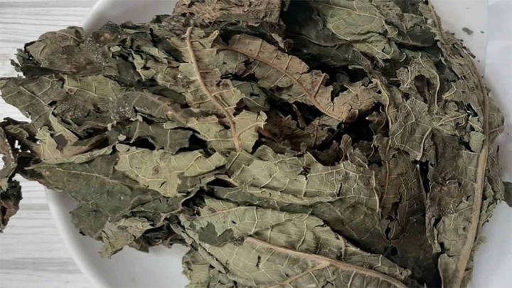 Việt Nam có loại lá phơi khô, đem đun nước uống rất lợi cho gan