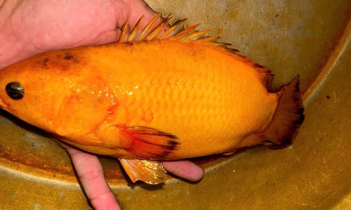 Hy hữu: Người đàn ông ở Cần Thơ câu được cá rô vàng óng ánh kỳ lạ, nhiều người hỏi mua, nhưng chưa bán