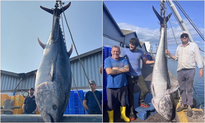 Nhóm ngư dân bất ngờ bắt được cá ngừ khổng lồ nặng hơn 200kg, dài gần 2,5m