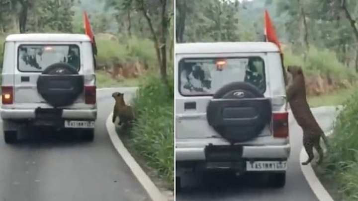 Clip: Rợn người cảnh báo hoang lao vào, lôi tay bé trai 13 tuổi qua lưới sắt, cảnh tượng bên trong xe hỗn loạn