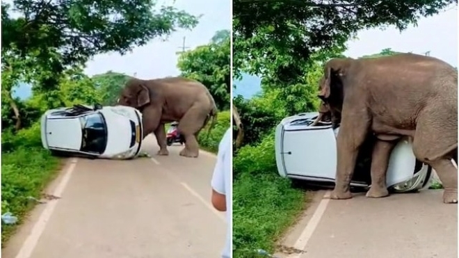 Clip: Kinh hãi voi hoang bị thương, lao vào phố và tấn công xe cộ của người dân