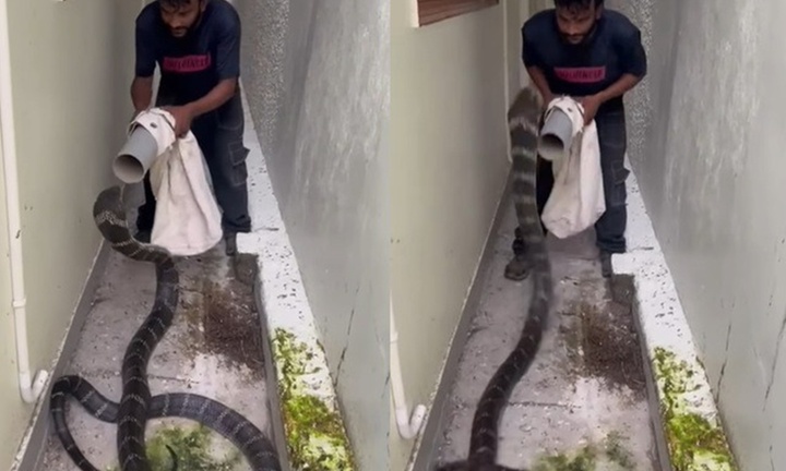 Clip: Người đàn ông tay không dùng ống nhựa bắt sống hổ mang chúa khổng lồ