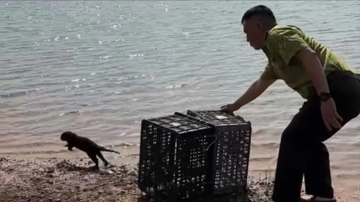 Nghe tiếng kêu lạ, kiểm tra phát hiện con vật quý hiếm, đang hoảng loạn vì bị mắc kẹt trong lừ đơm tôm