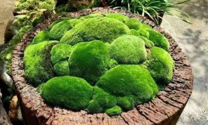 Chiêm ngưỡng cây dại mọc đầy đường không ai ngó, nay lên chậu thành bonsai đẹp lạ, giá đắt đỏ vẫn được săn đón