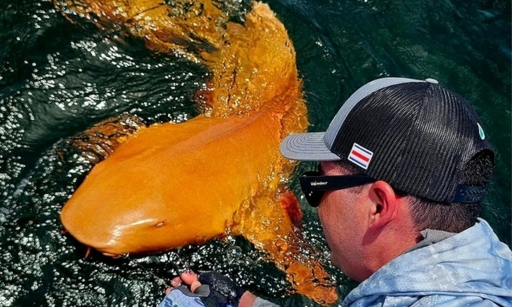 Ngư dân câu được cá mập 