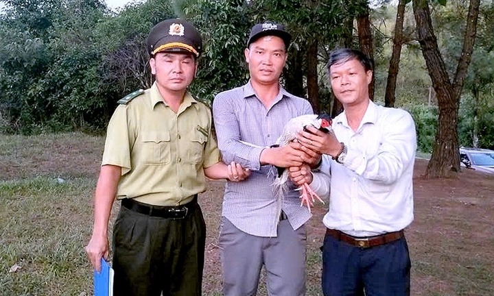 Loài gà quý hiếm, nặng 1kg bay vào hàng nước, chủ quán bàn giao cho kiểm lâm