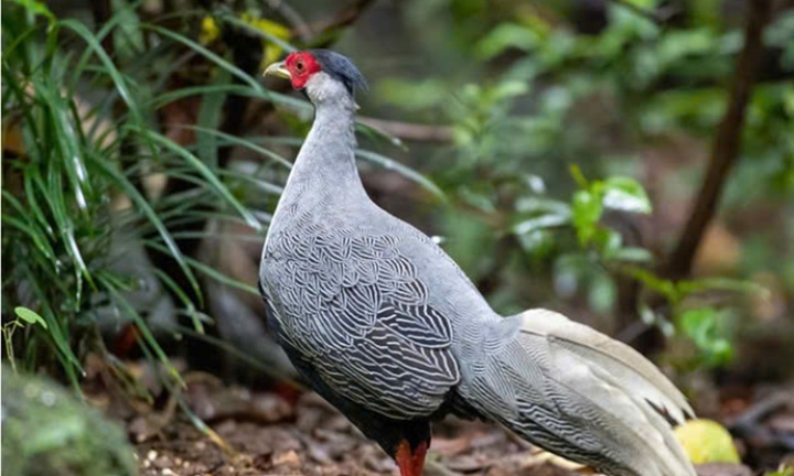 Được tặng, nuôi động vật quý hiếm mà không biết thì có bị xử lý hình sự?