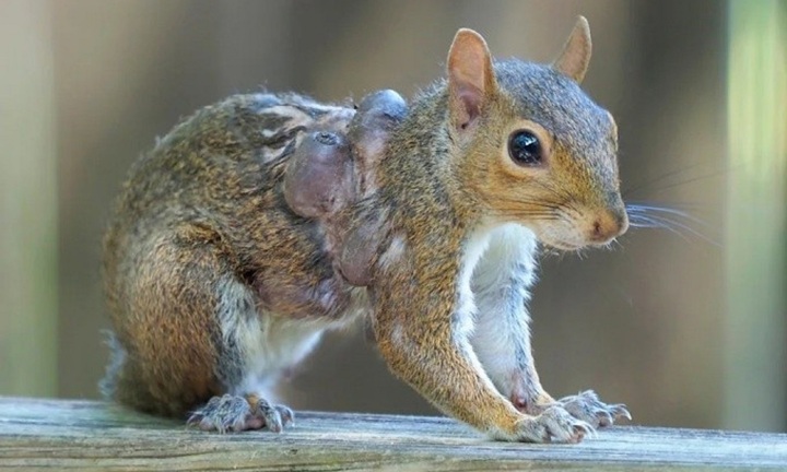 Sau thỏ, xuất hiện sóc 