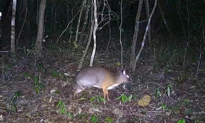 Loài vật có tên trong sách Đỏ, toàn thân đầy lông, con đực dùng răng nanh để