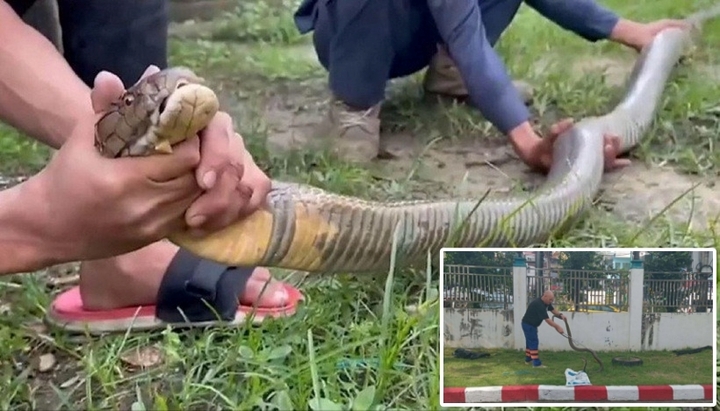 Bắt sống con rắn hổ mang chúa khổng lồ nặng 5kg cắn một nam bảo vệ 