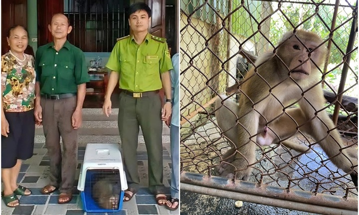 Người dân giao nộp con vật quý hiếm, 