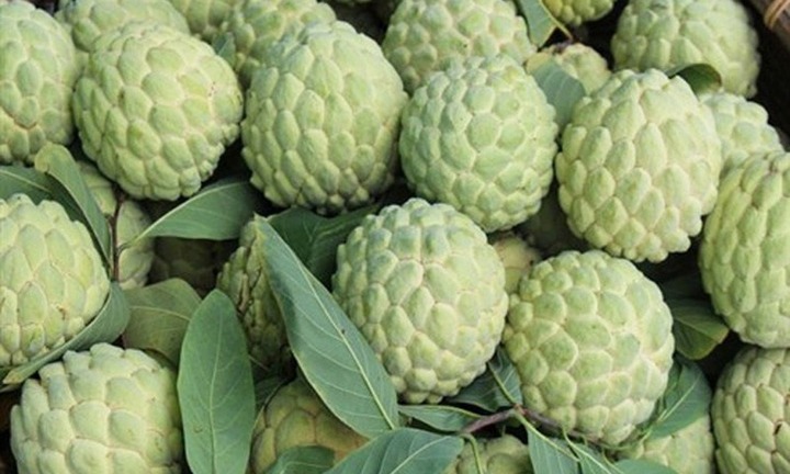 Thứ cực độc bên trong quả na nhưng không phải ai cũng biết để tránh!