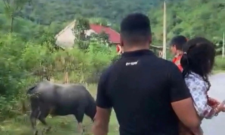 Thương tâm: Bé gái 4 tuổi ở Nghệ An bị trâu húc tử vong